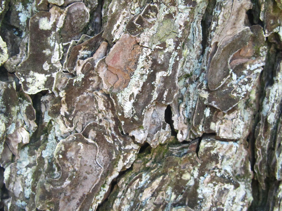 Pinus thunbergii