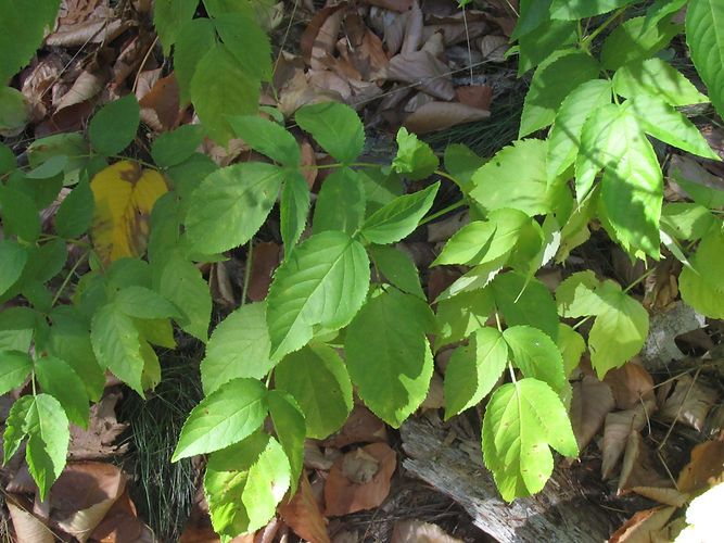IMG_2203 (Populus tremuloides).jpg