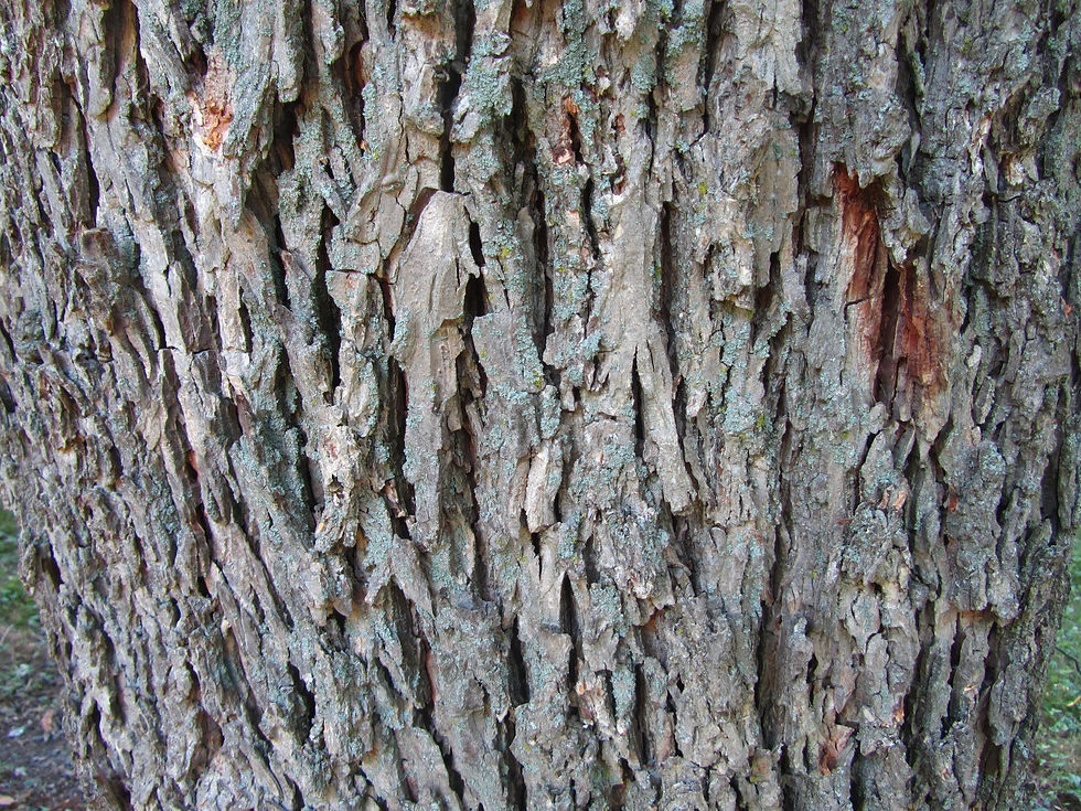 Carya illinoinensis