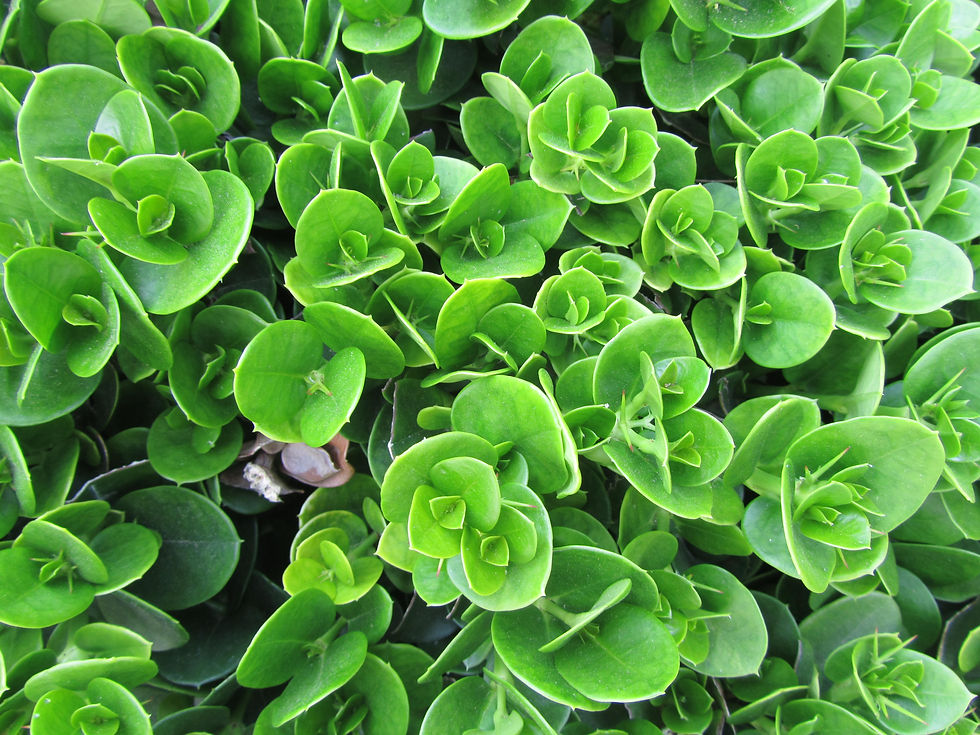 Carissa macrocarpa