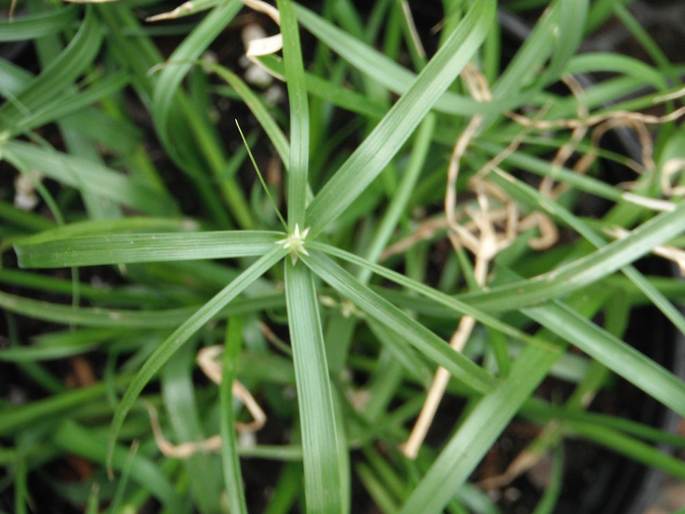 Cyperus alternifolius ssp. flabelliformis
