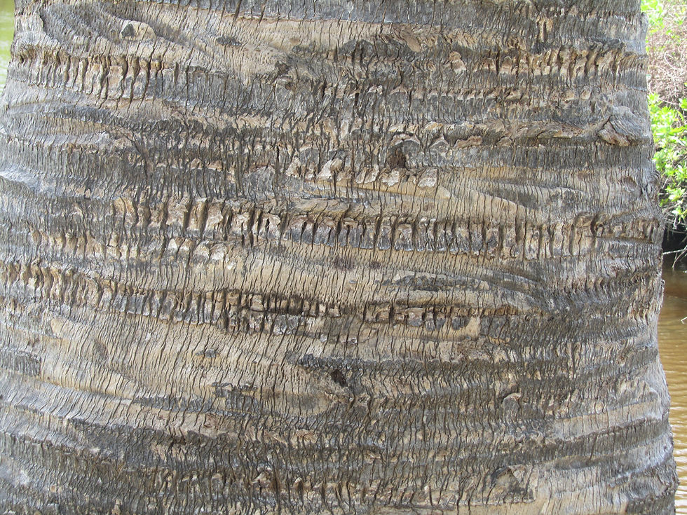 Corypha umbraculifera