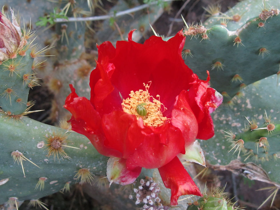 Opuntia gomei