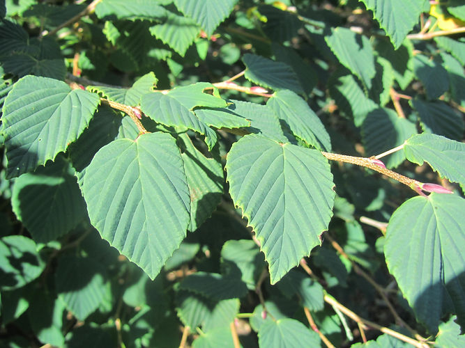 IMG_2203 (Populus tremuloides).jpg