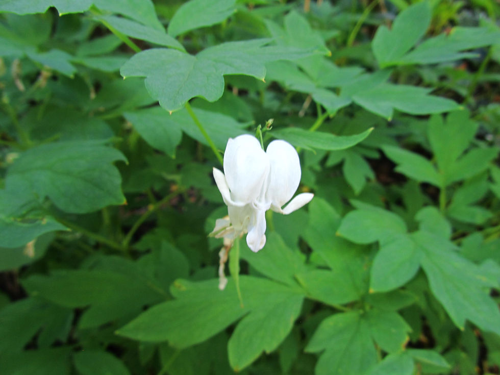 Lamprocapnos spectabilis