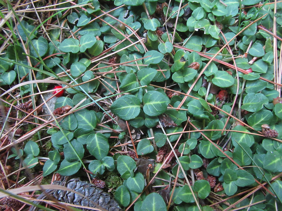 Mitchella repens