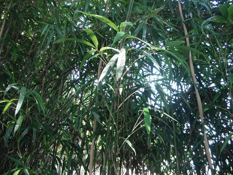 Pseudosasa japonica