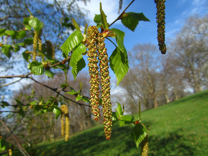 IMG_2203 (Populus tremuloides).jpg