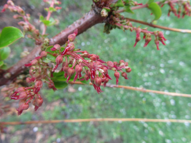 IMG_2203 (Populus tremuloides).jpg