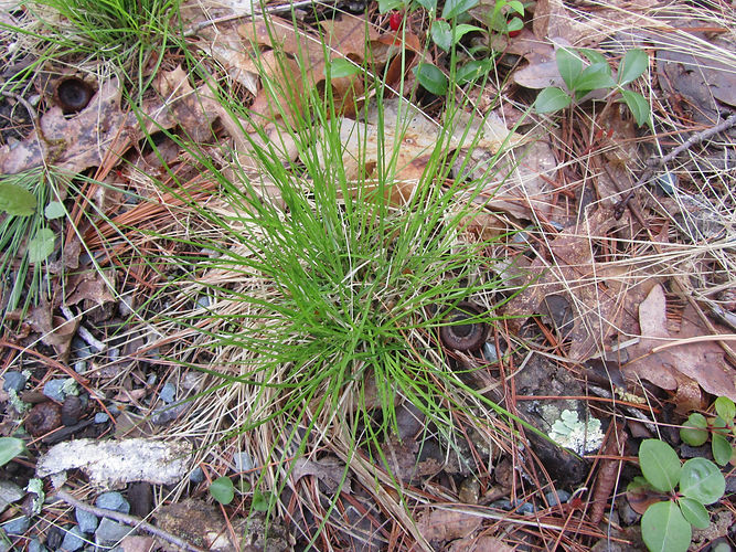 IMG_2203 (Populus tremuloides).jpg