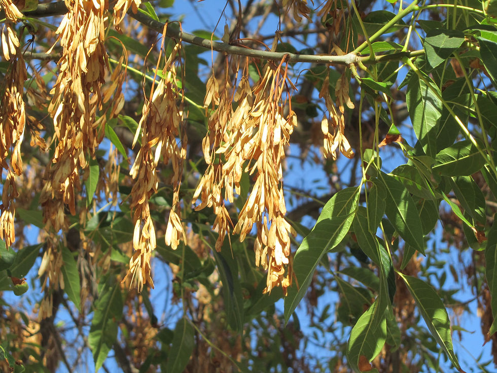 Fraxinus uhdei