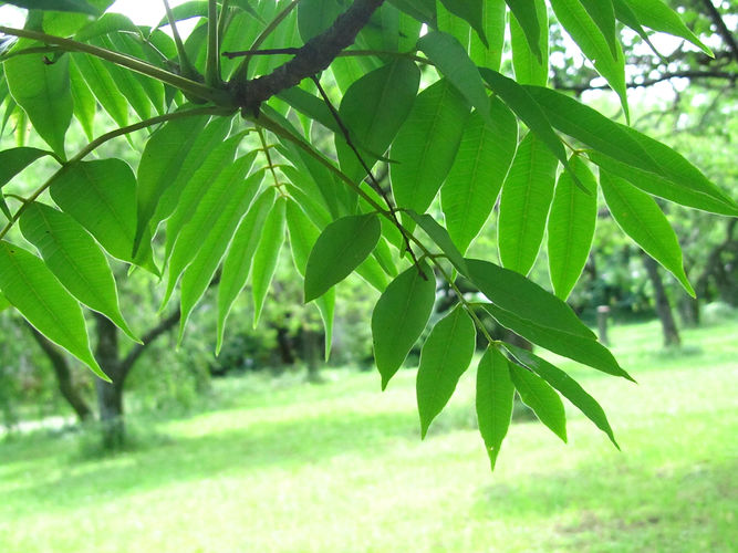 IMG_2203 (Populus tremuloides).jpg