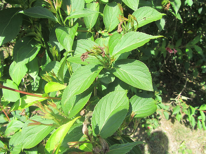 IMG_2203 (Populus tremuloides).jpg