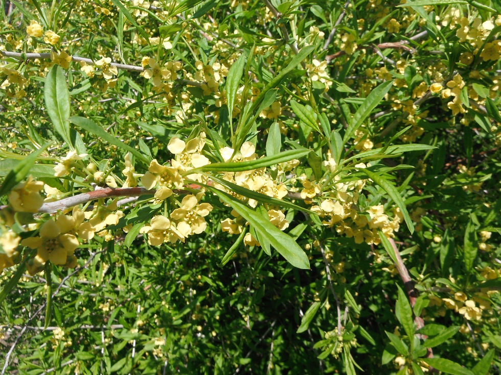 Prinsepia sinensis