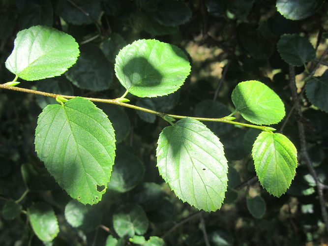 IMG_2203 (Populus tremuloides).jpg