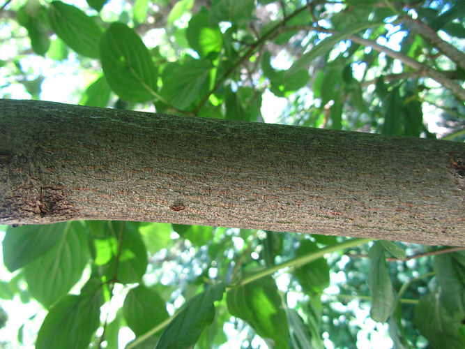 IMG_2203 (Populus tremuloides).jpg