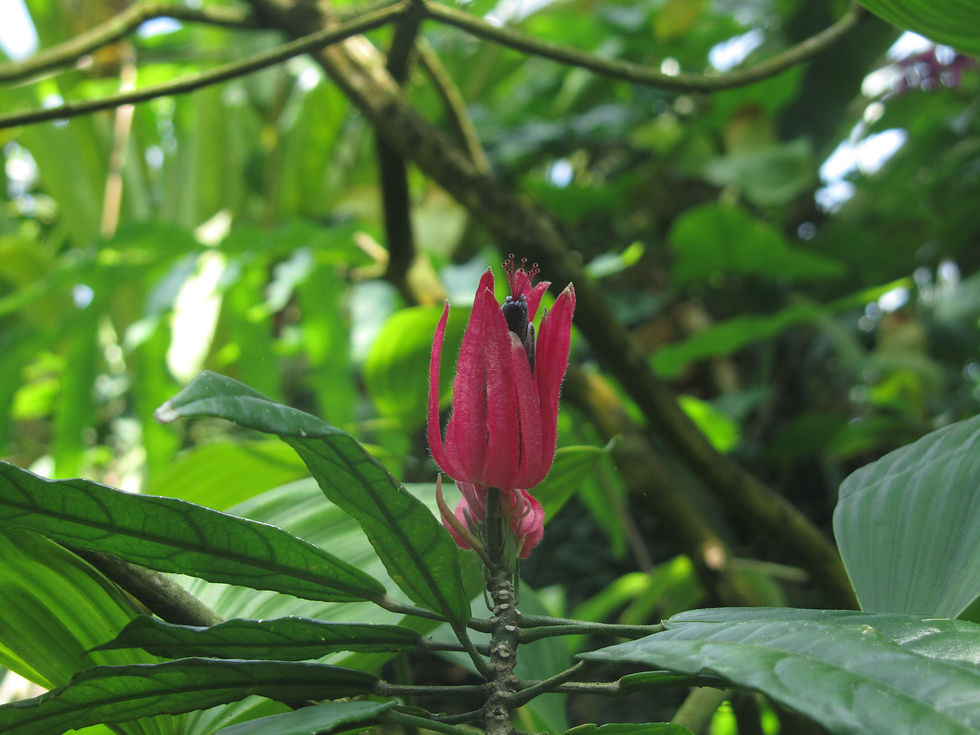 Pavonia multiflora