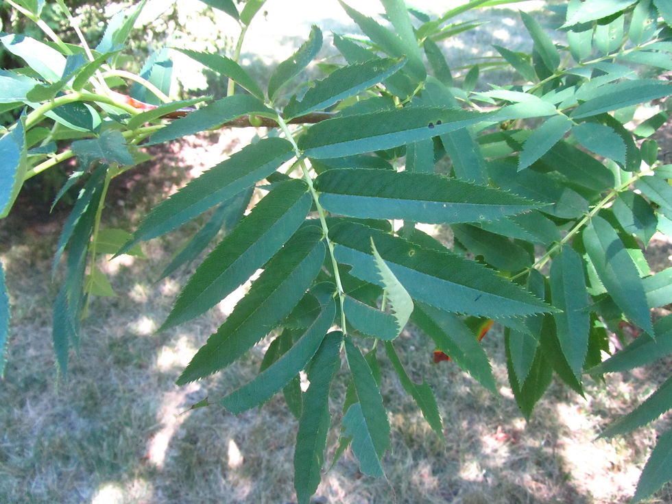 Sorbus commixta