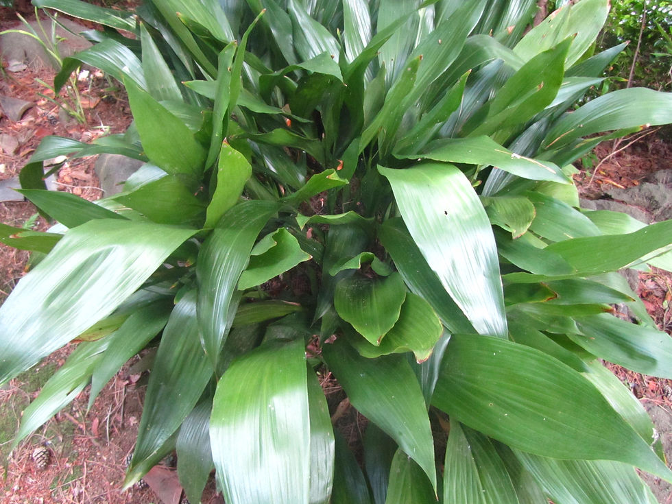 Aspidistra elatior