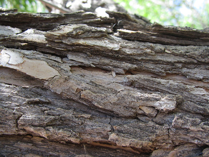 IMG_2203 (Populus tremuloides).jpg