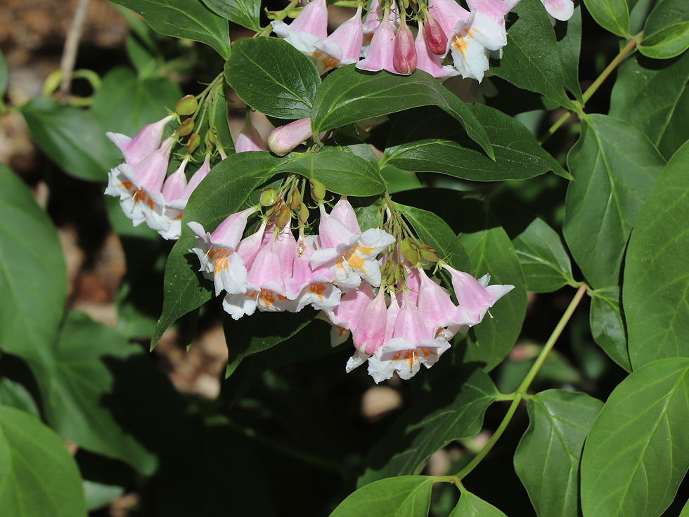 Dipelta floribunda