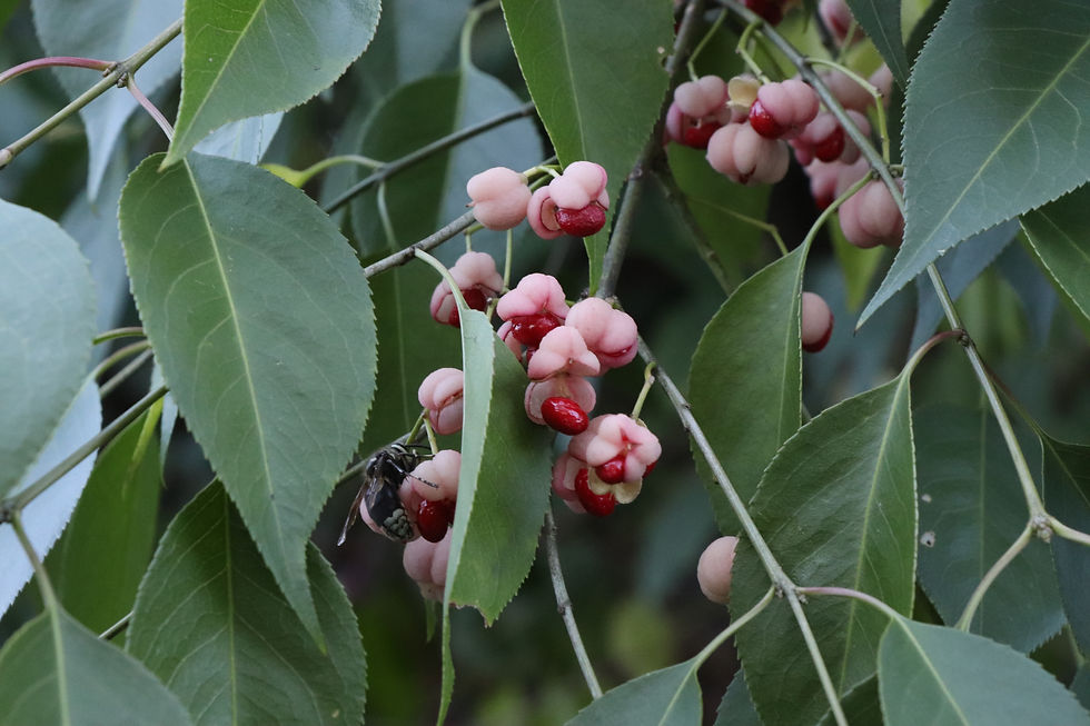 Euonymus europaeus
