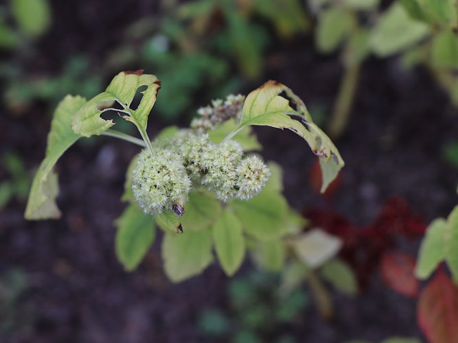 IMG_2203 (Populus tremuloides).jpg