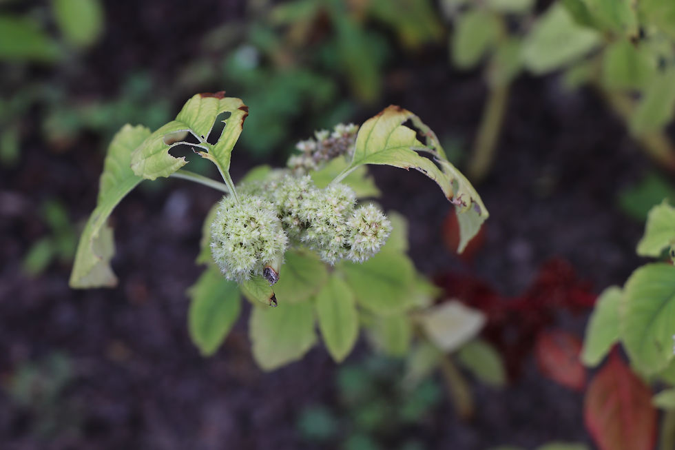Amaranthus cruentus