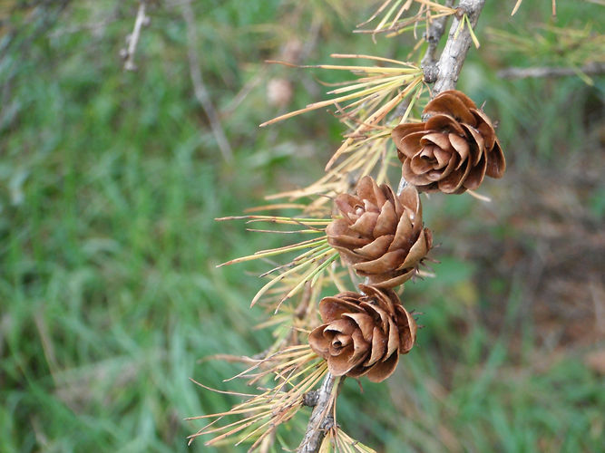 IMG_2203 (Populus tremuloides).jpg