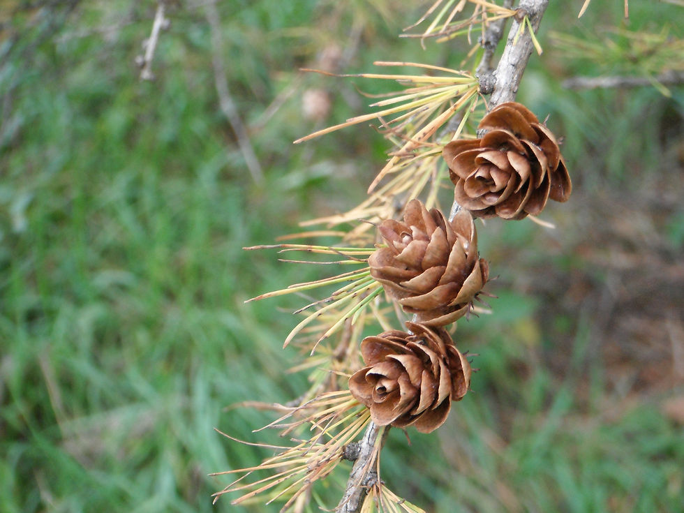 Larix laricina