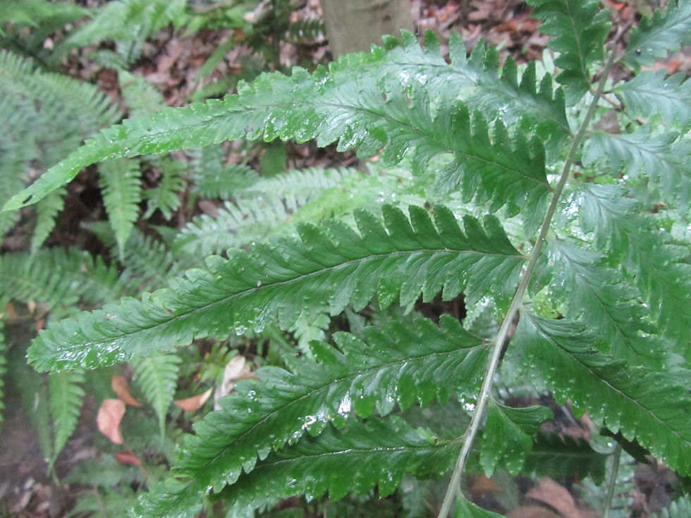 Microlepia marginata