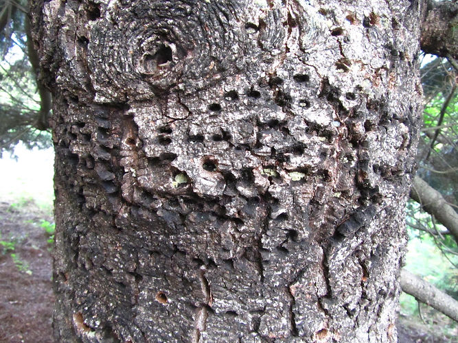 IMG_2203 (Populus tremuloides).jpg