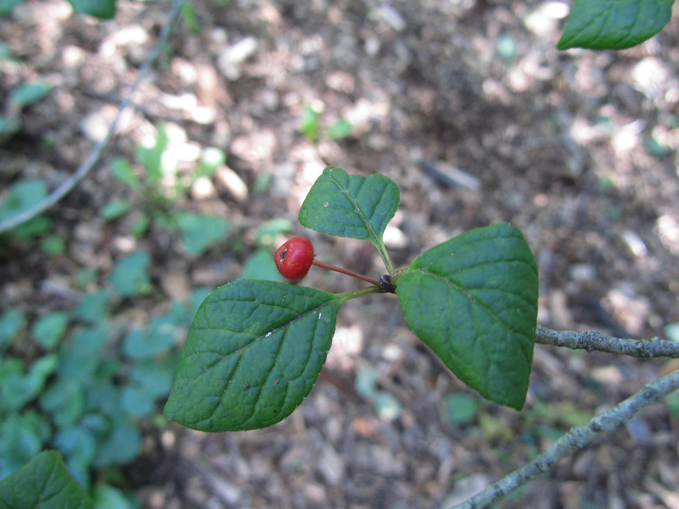 Ilex collina