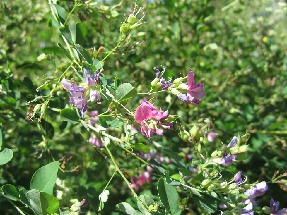 Lespedeza bicolor