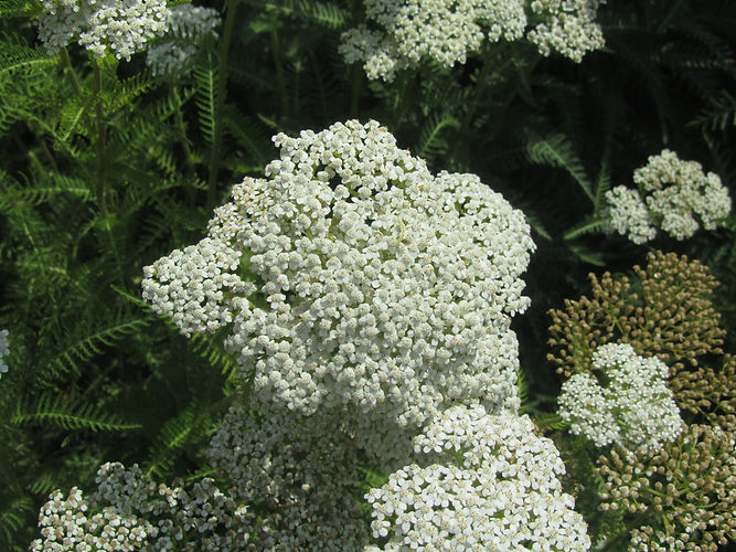 IMG_2203 (Populus tremuloides).jpg