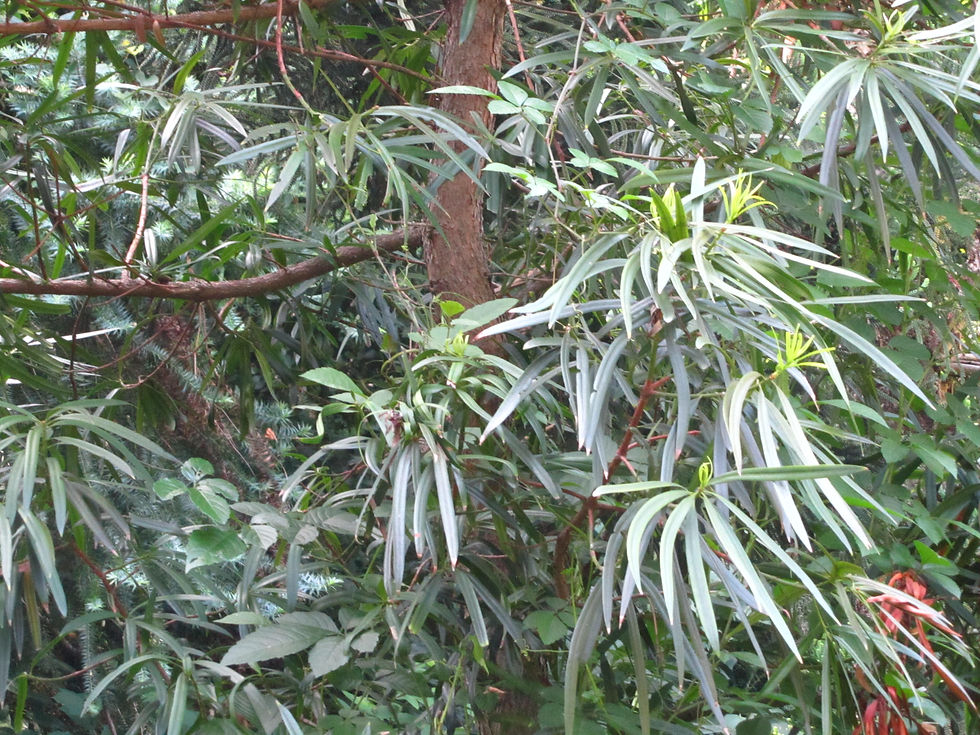 Podocarpus neriifolius
