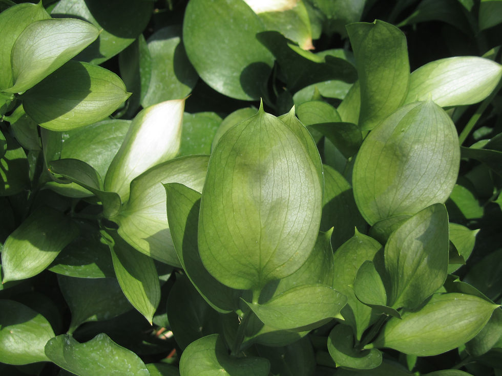 Ruscus hypophyllum