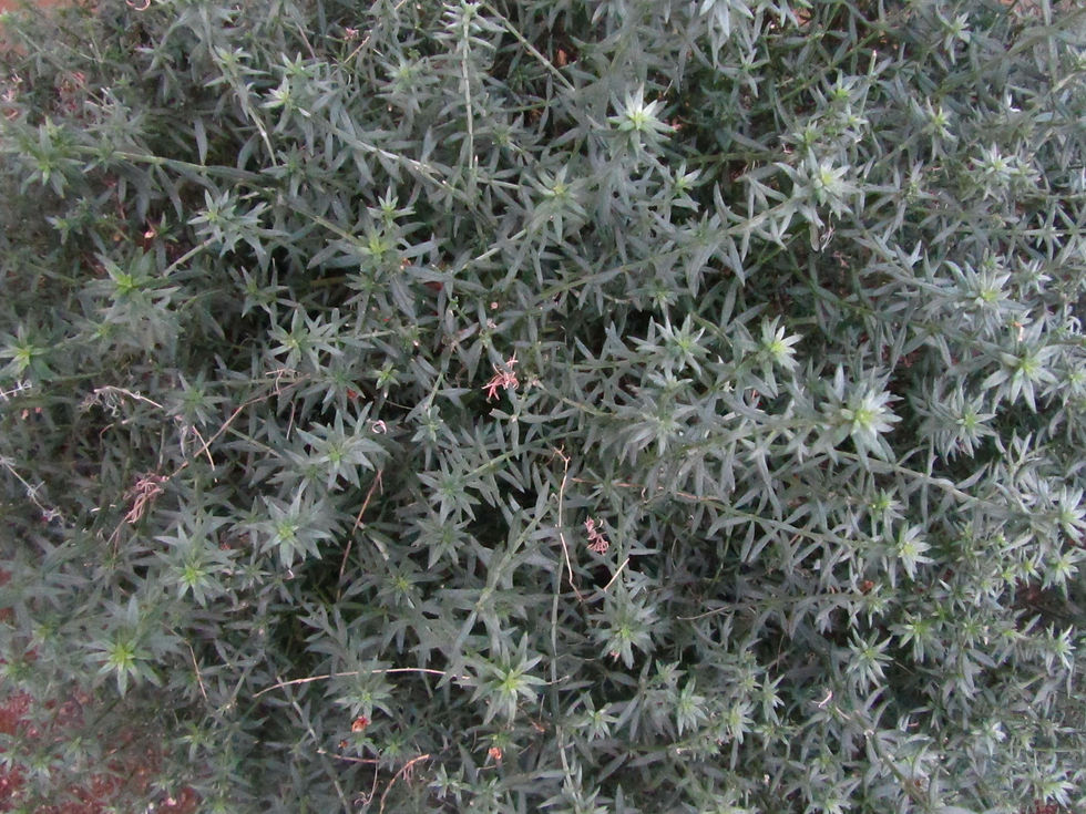 Westringia fruticosa