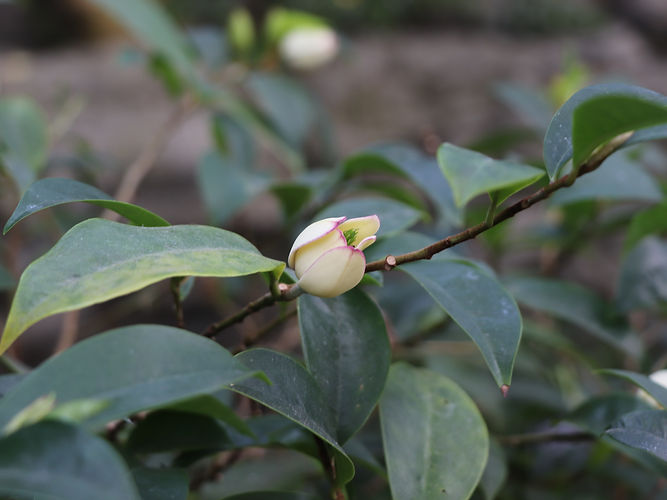 IMG_2203 (Populus tremuloides).jpg