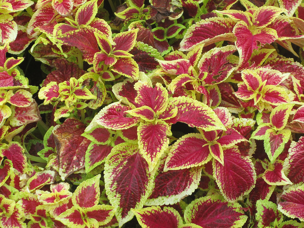 Coleus scutellarioides