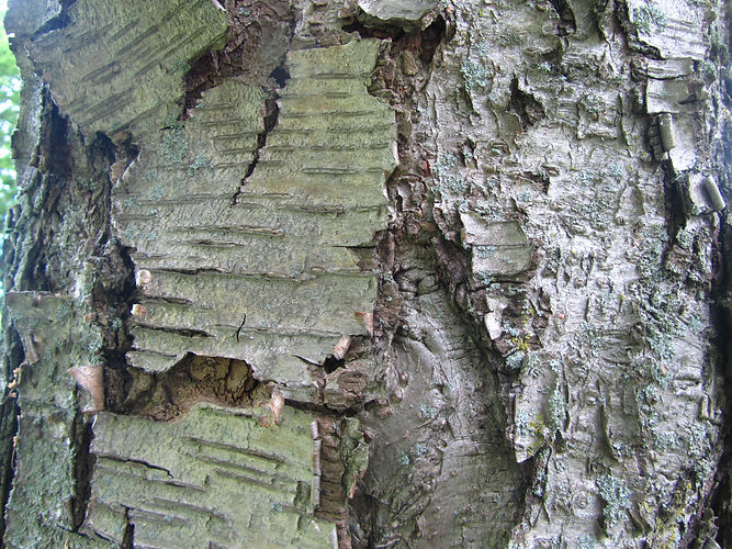 IMG_2203 (Populus tremuloides).jpg