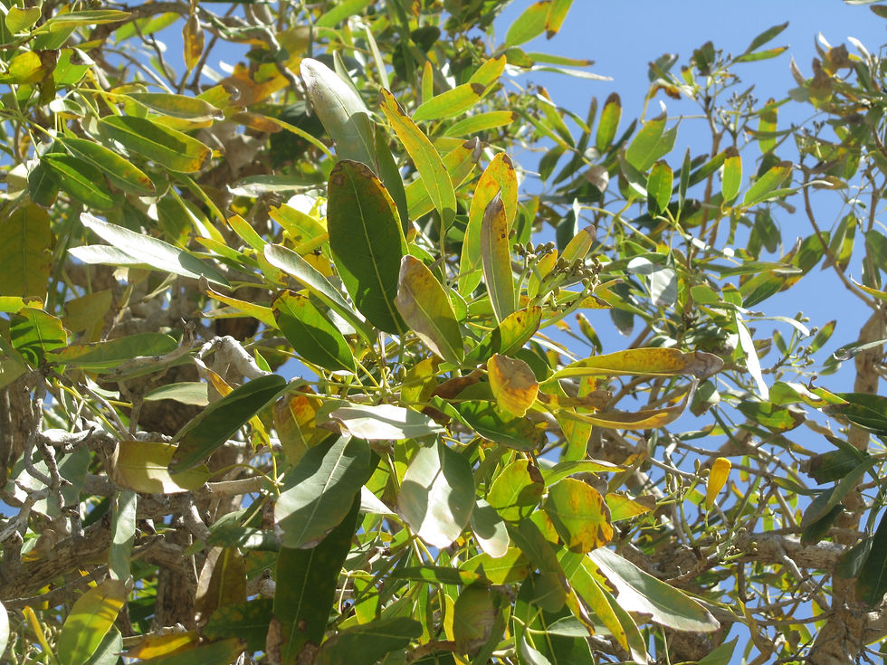 Tabebuia aurea