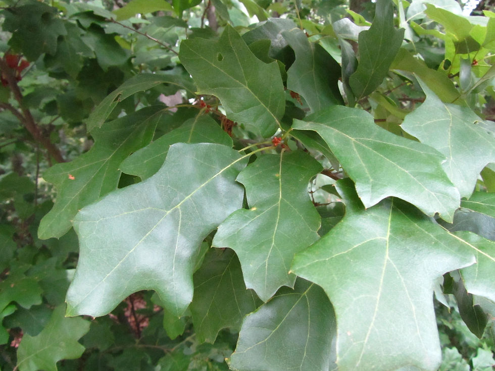 Quercus x rehderi