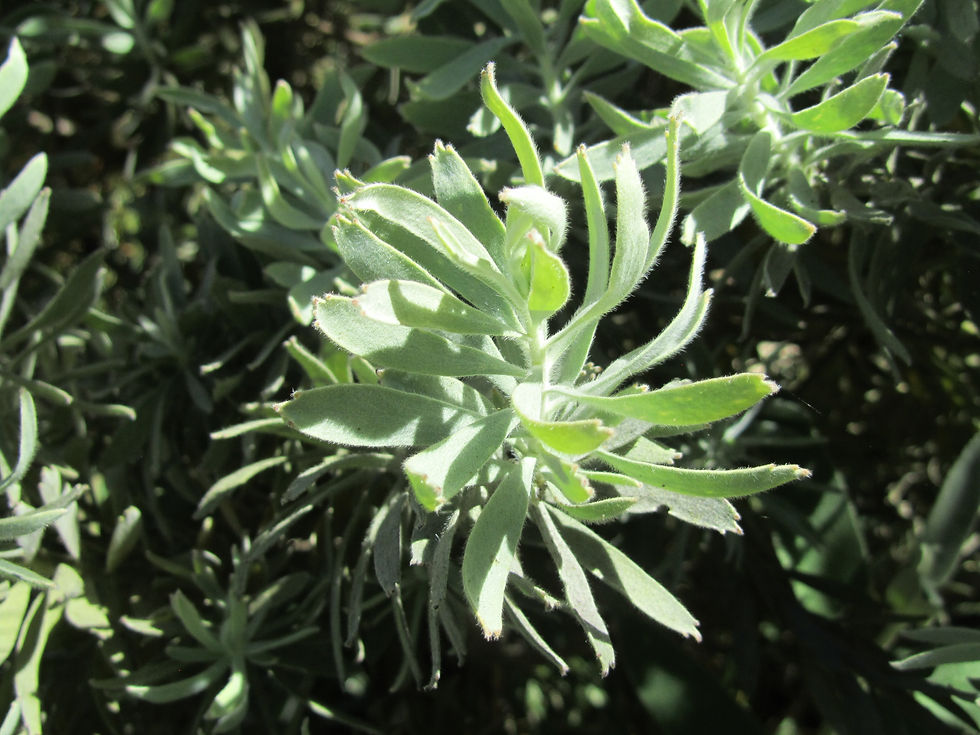 Leucospermum reflexum
