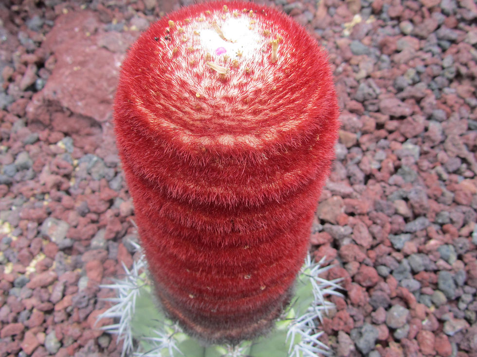 Melocactus oreas
