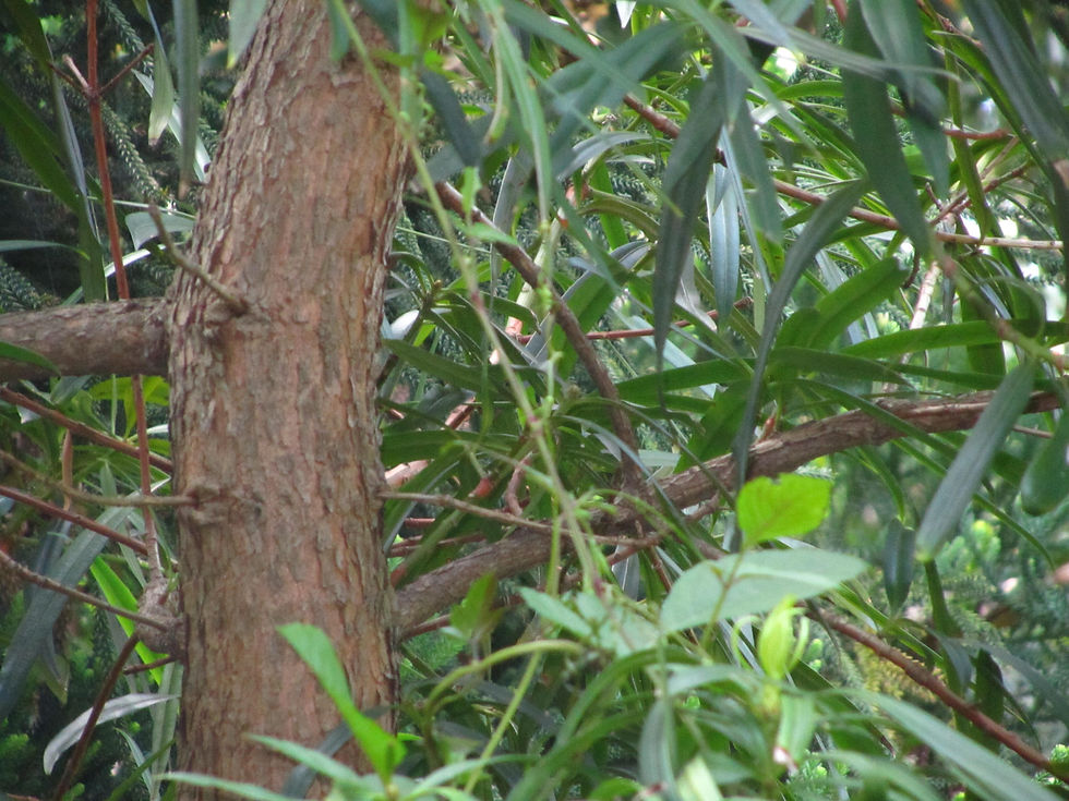 Podocarpus neriifolius