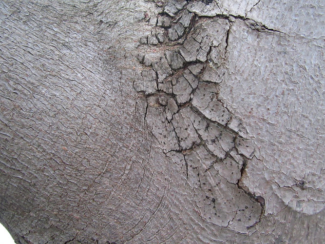 IMG_2203 (Populus tremuloides).jpg