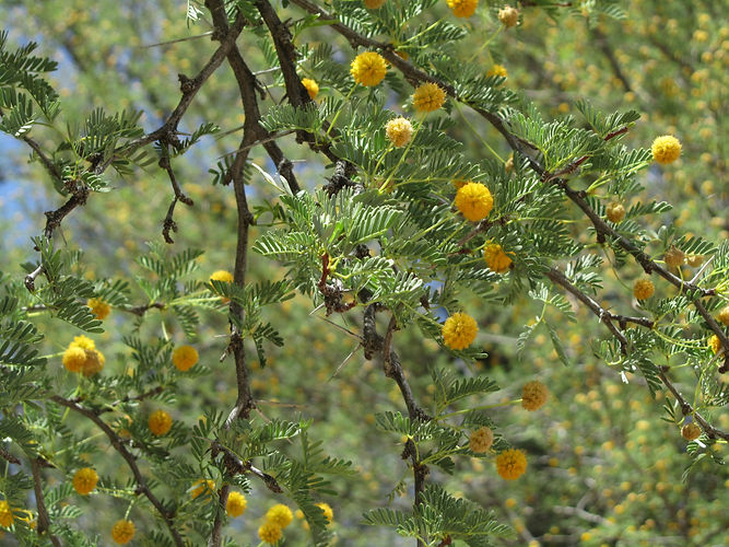IMG_2203 (Populus tremuloides).jpg