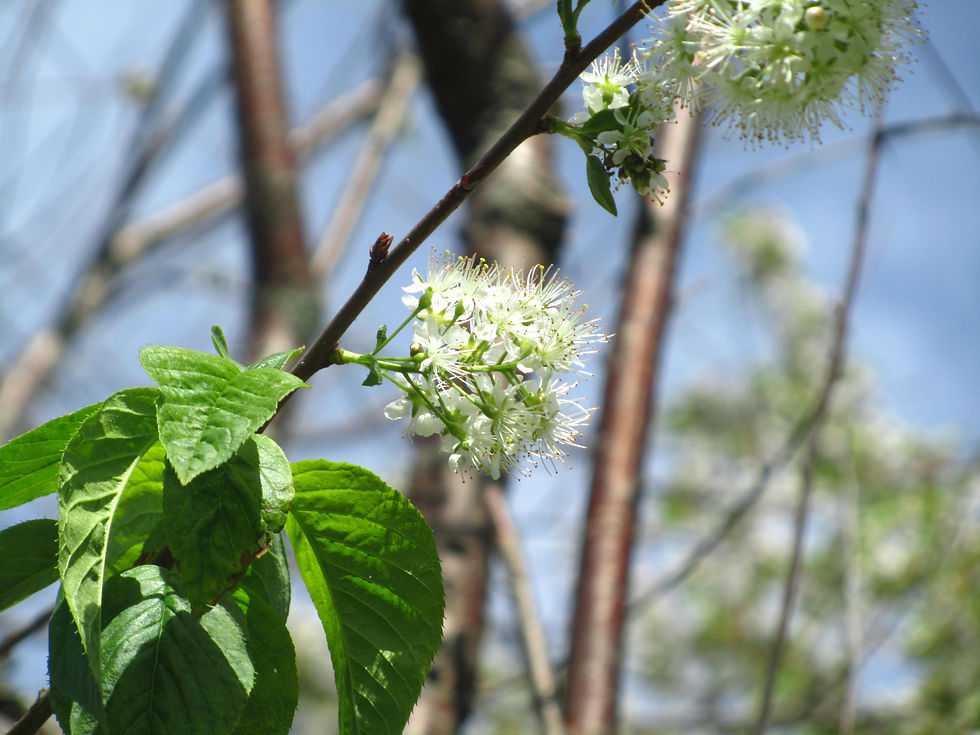 Prunus maackii