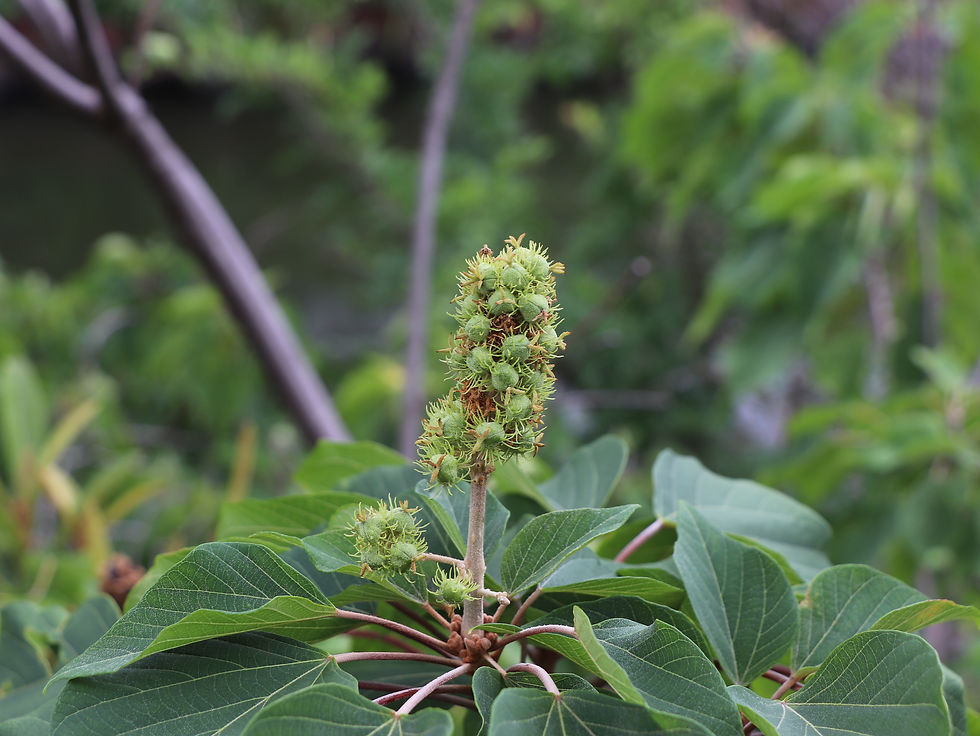Mallotus japonicus